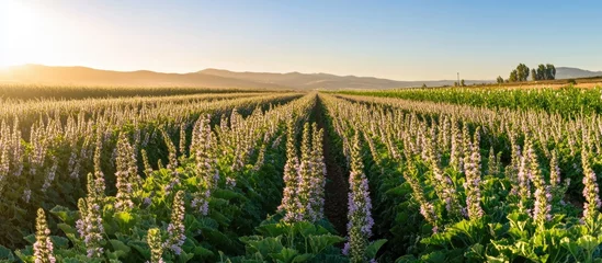Chia fields in full bloom under a vibrant sunset sky showcasing rows of flowering chia plants in agricultural landscape.