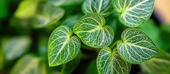 Close-up of vibrant Philodendron McDowell leaf patterns with intricate veins showcasing rich green hues and natural beauty.