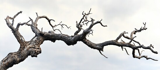 Bare tree branches against a cloudy sky in early spring showcasing the stark beauty of nature's transition and the resilience of old trees.
