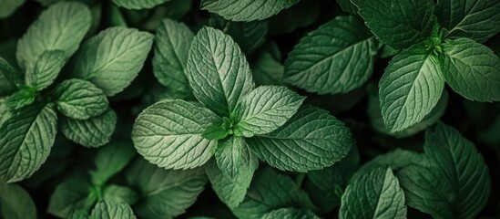 Lush green leaves and branches in close-up showcasing vibrant textures and natural beauty in a serene botanical setting.