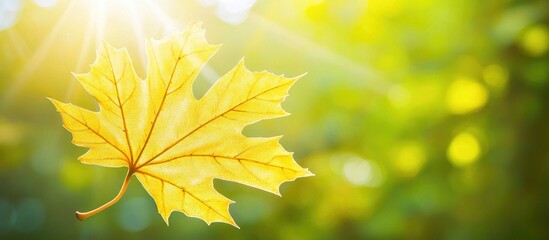 Autumn Yellow Leaf Illuminated by Sunlight Against a Fresh Green Background in Nature