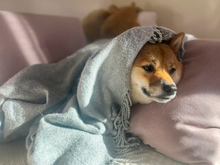 Pensive Shiba Inu with a sorrowful expression, head nestled under a blanket. The mood is reflective and contemplative. High quality close-up photo. copy space available.