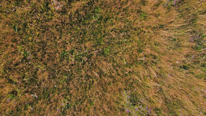 Tranquil sunny summer landscape with green fields and hills.