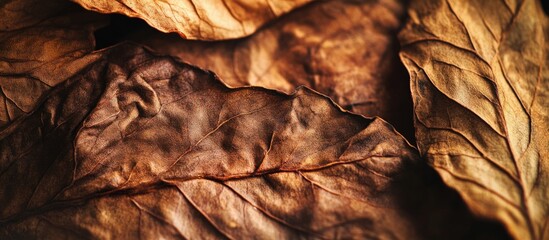 Close up of texture and details of dried tobacco leaves with rich brown hues showcasing natural aging and quality of the leaves.