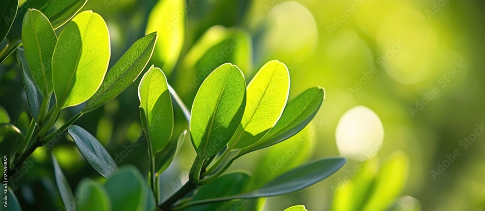Aufkleber lush green bush foliage with soft sunlight creating a bokeh effect for a serene natural background.