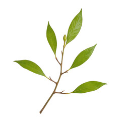 Obraz premium Green branch with fresh leaves, vibrant foliage suggesting vitality and growth, perfect for nature-themed projects and designs Isolated on white background or PNG