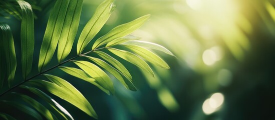 Obraz premium Close up of vibrant green leaves illuminated by sunlight creating a serene natural background for design or wallpaper use.