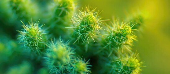 Obraz premium Detail of vibrant cactus spikes in natural sunlight showcasing intricate textures and colors in a blurred green background.