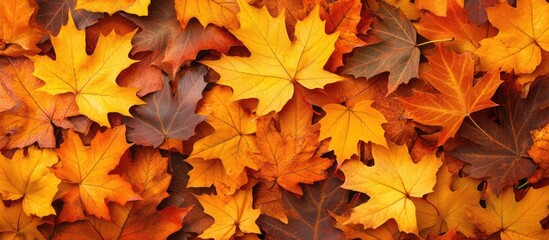 Fototapeta premium Vibrant autumn leaves in rich shades of yellow and brown covering the ground ideal for seasonal marketing and textural backgrounds