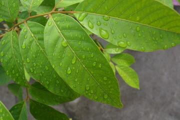 Rambutan tree leaves wet from rain in the morning
