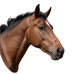 Obraz premium Majestic horse portrait, brown equine with strong features and expressive eyes, ideal for animal-related themes or designs. Isolated on white background or PNG