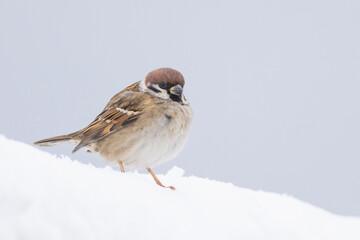 Eurasian Tree Sparrow Passer montanus perched on snow in Putgarten, Insel Rügen, Germany