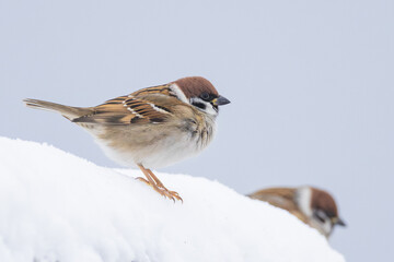 Eurasian Tree Sparrow Passer montanus perched on snow in Putgarten, Insel Rügen, Germany