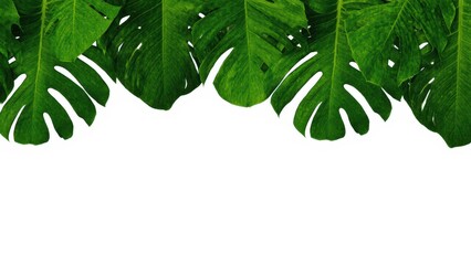 Tropical leaf 