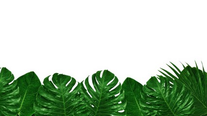 Tropical leaf 