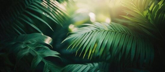 Lush green fern leaves in an Australian garden creating a serene and tranquil natural atmosphere.