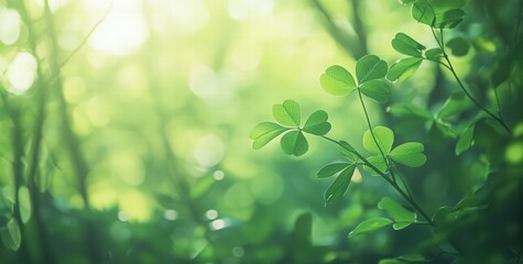 Lush green clover leaves growing in the forest, St. Patrick's Day celebration or spring season concept. nature and a forest