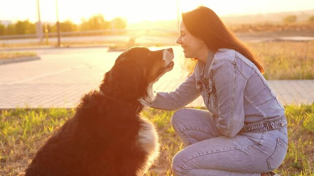Woman training Bernese Mountain Dog during walk outside at sunset, close-up. Dog follows owner's commands. Professional dog walking, pet training, pet care,dog treat