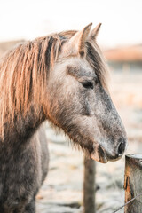 beautiful relax horse in paddock paradise system pretty morning light equine photo