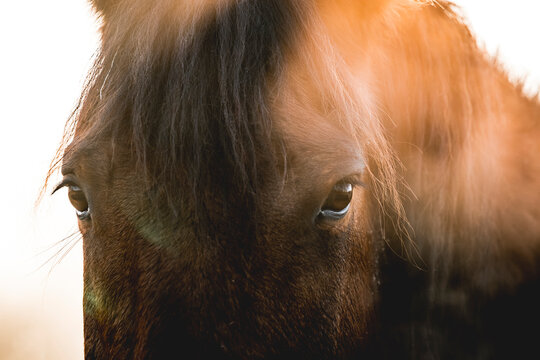 beautiful horse eye detail close equine photo art photography  - Powered by Adobe