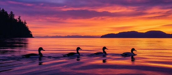 Ducks silhouetted against a vibrant sunset over Puget Sound with serene water and distant mountains in the background