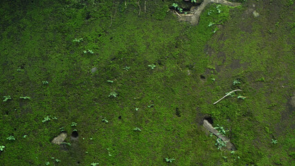 water drops on green grass