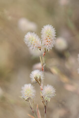 Trifolium arvense, commonly known as the hare's-foot clover, rabbitfoot clover or stone clover, wild flowering plant from Finland