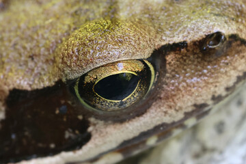 Common frog, Rana temporaria, closeup of eye
