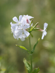 Saponaria officinalis, commonly known as soapwort, crow soap, wild sweet William or soapweed, wild flowering  plant from Finland
