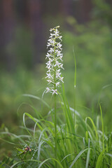Platanthera bifolia, commonly known as Lesser Butterfly Orchid, wild flowering plant from Finland.