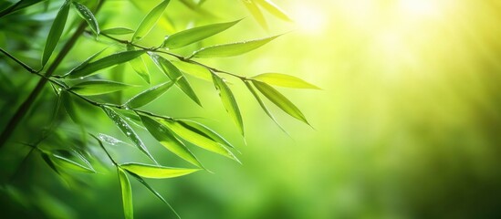 Dewy bamboo leaves glisten in morning light showcasing nature's beauty and tranquility in a lush green environment.