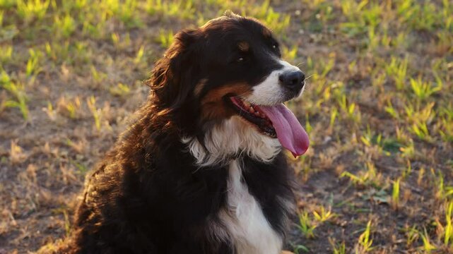 Portrait of bernese mountain dog with tongue hanging out sitting on grass during walk in dog walking area at sunset. Cute pet, professional dog walking. Concept of goods for dogs. 