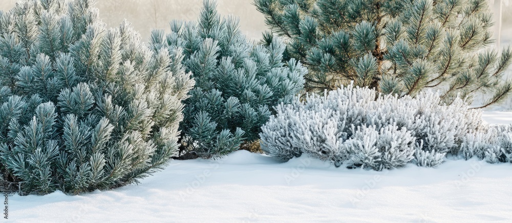 Poster coniferous pine trees and evergreen shrubs in snowy winter landscape with white background for text 