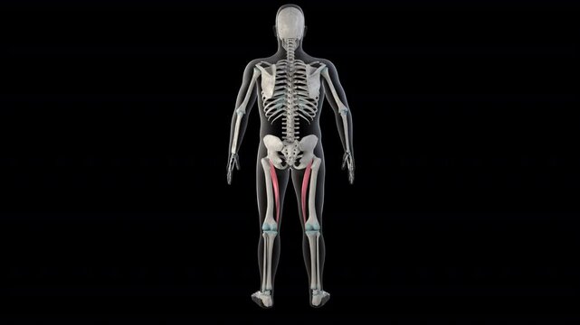 Sartorius Muscles on Whole Human Body
