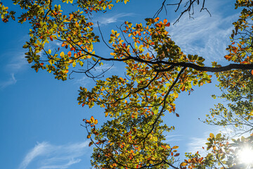 autumn landscape, oak branch with yellow-red leaves against the sky