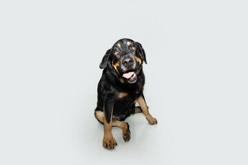 Obraz premium Portrait mixed-breed rottweiler looking up making a funny face and sitting. Isolated on white grey background