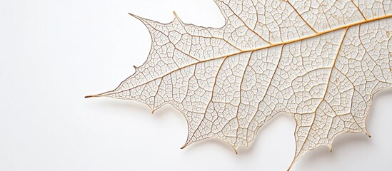 Obraz premium Isolated dry sycamore leaf showcasing intricate texture and details against a clean white background for natural and botanical designs.