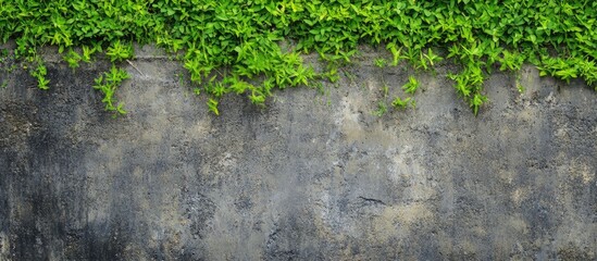 Lush green vines cascading over a textured concrete wall creating a contrast of nature and urban elements.