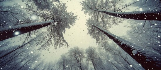 Snow-laden trees viewed from below in a serene winter landscape capturing the tranquility of falling snow and towering dark trunks.