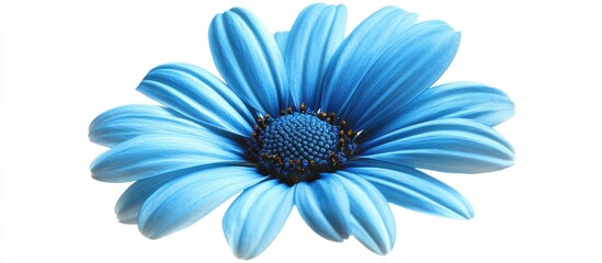 Bright blue daisy flower on white background showcasing stunning details for nature-themed design and promotional materials.