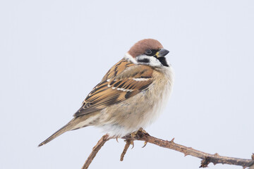 Eurasian Tree Sparrow Passer montanus perched on blackberry bush in Putgarten, Insel Rügen, Germany