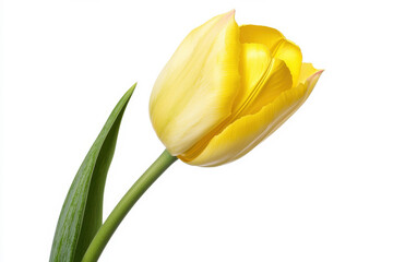 Naklejka premium Beautiful yellow tulip with vibrant petals and fresh green leaves on a white background. isolated on white background.