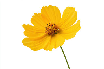 Bright yellow flower with delicate petals and a vibrant center, perfect for nature themes. isolated on white background.