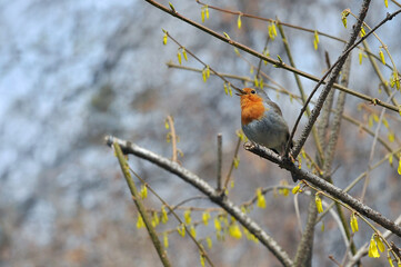 Wild robin redbreast singing  on a yellow blooming   forsythia branch in spring. Birds wildlife conncept. Free copy space. 