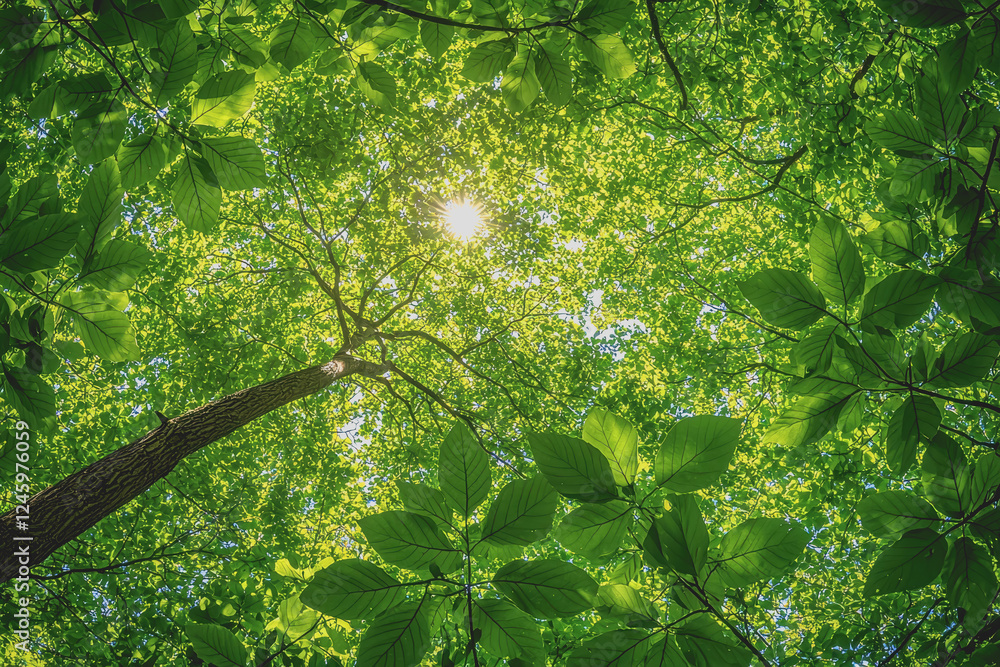 Poster sunlight streaming through trees in a dense forest creating beautiful natural patterns and shadows o