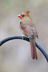 Female Northern Cardinal Perching