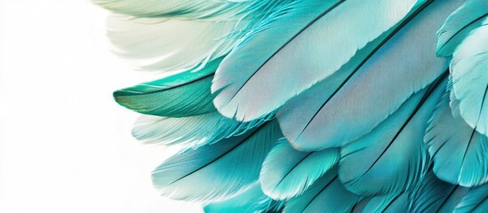 Naklejka premium Turquoise and emerald green feathers arranged artistically on a white background showcasing vibrant colors and intricate details of nature.