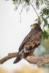 Steppe eagle or Aquila nipalensis closeup or portrait in desert national park jaisalmer rajasthan india asia. large bird of prey during winter migration perched on branch of tree in shade