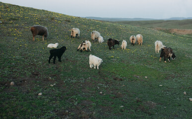 Obraz premium A flock of sheep and sheep graze in a meadow
