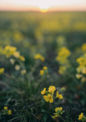 field of yellow flowers